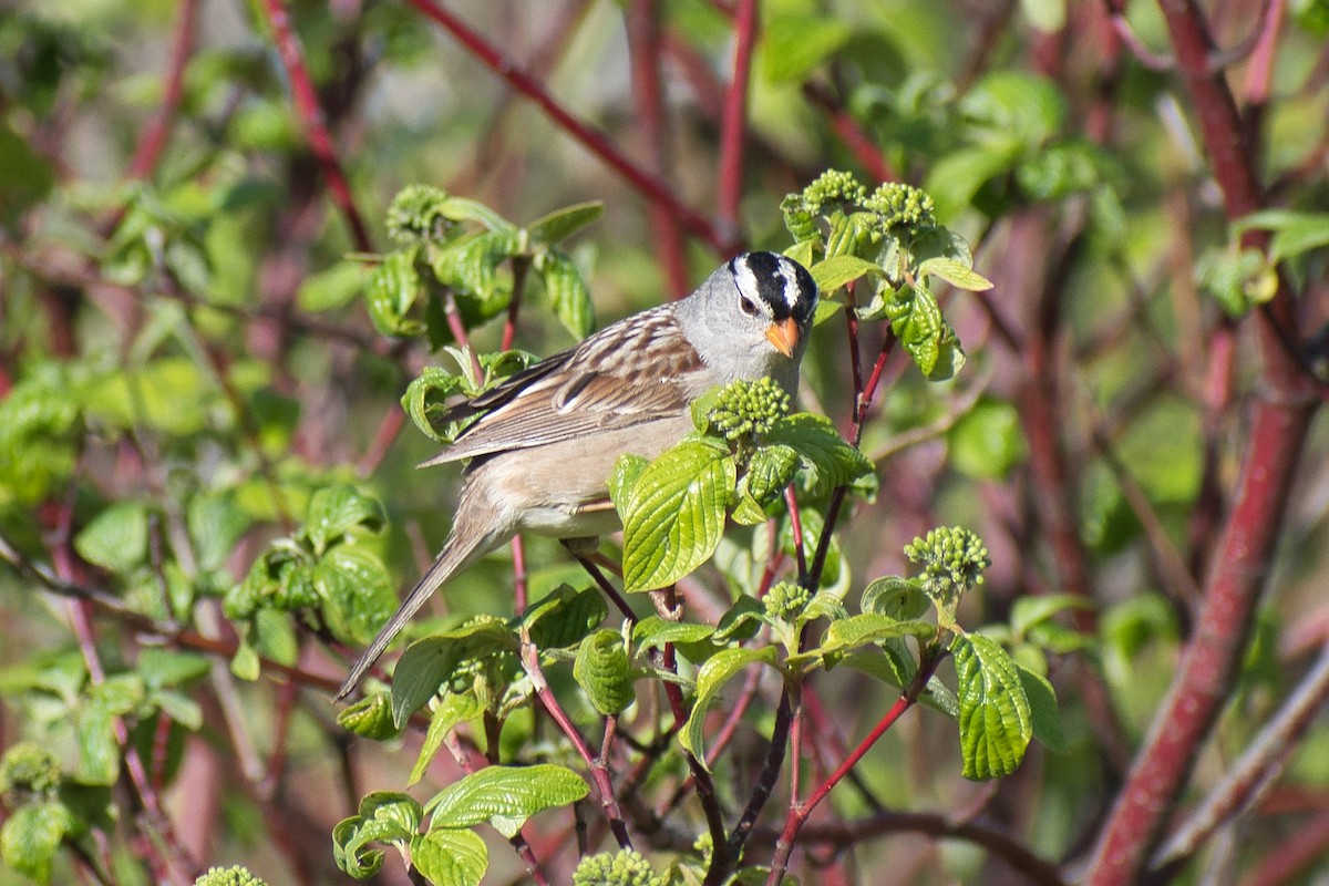 White-crowned Sparrow - ML334929031