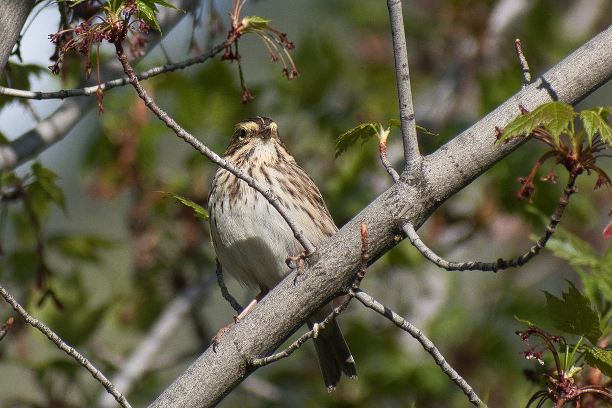 Savannah Sparrow - ML334929231