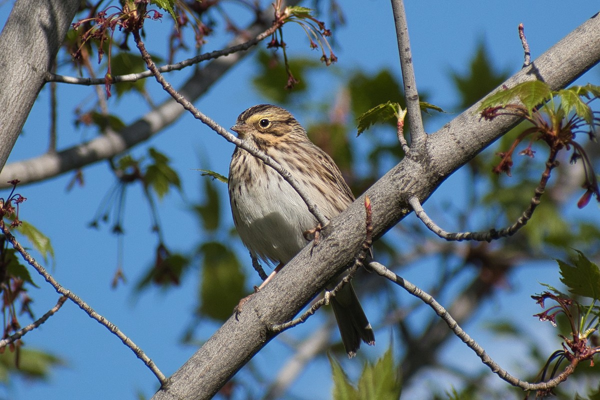 Savannah Sparrow - ML334929241