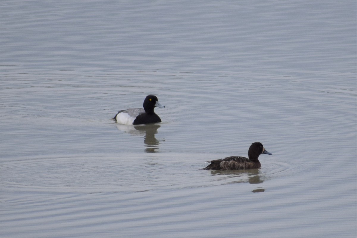 Lesser Scaup - Syd Cannings