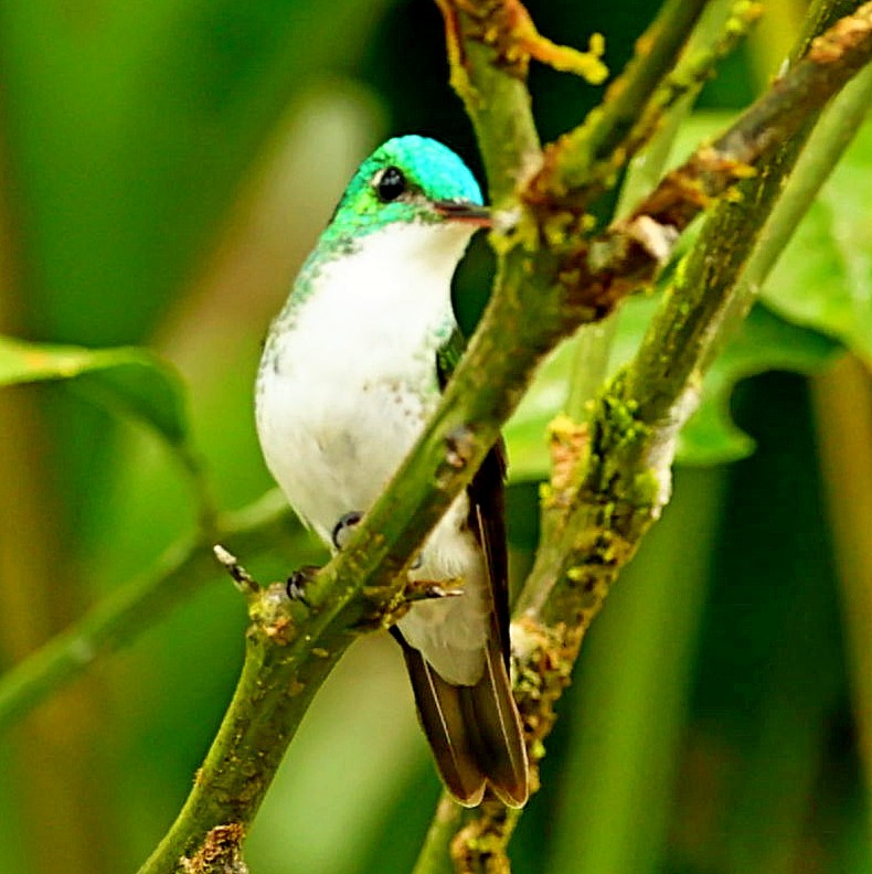 kolibřík andský - ML334933721