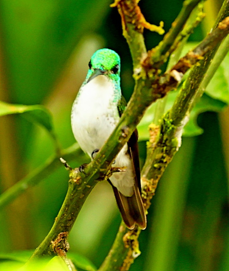 kolibřík andský - ML334933731