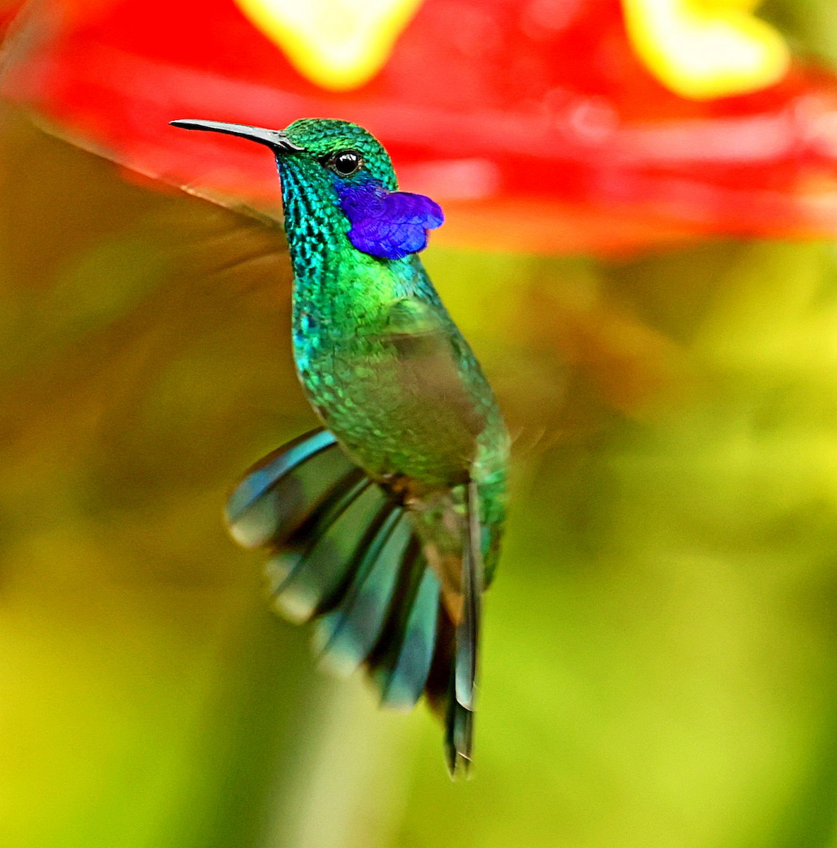 kolibřík modrouchý - ML334934901
