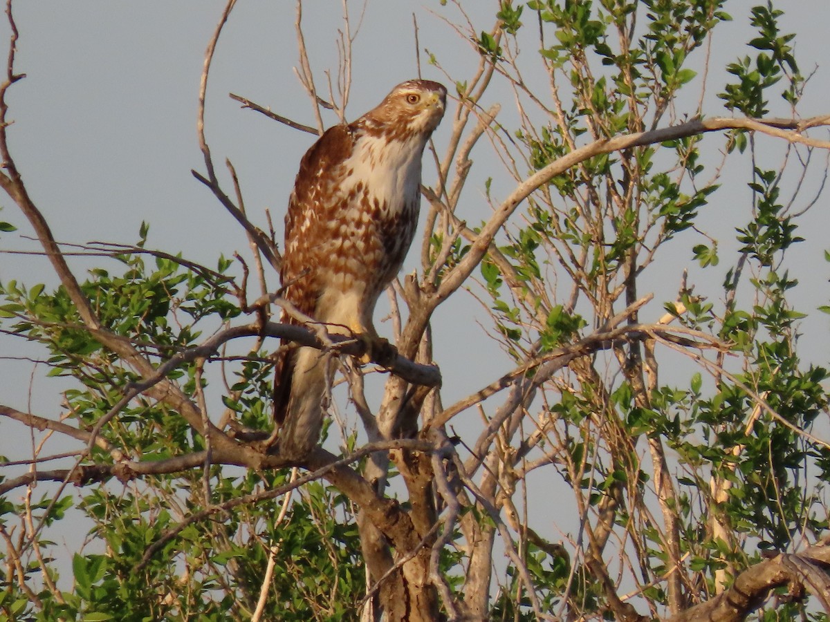 Red-tailed Hawk - ML334942981