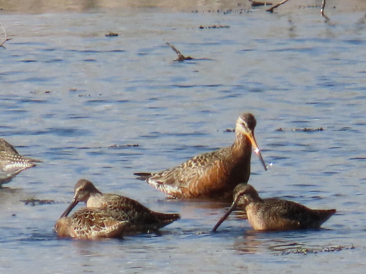 Long-billed Dowitcher - ML334946371