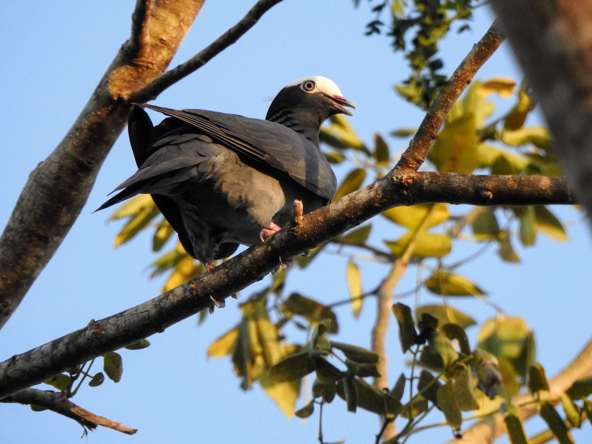 White-crowned Pigeon - ML334950171