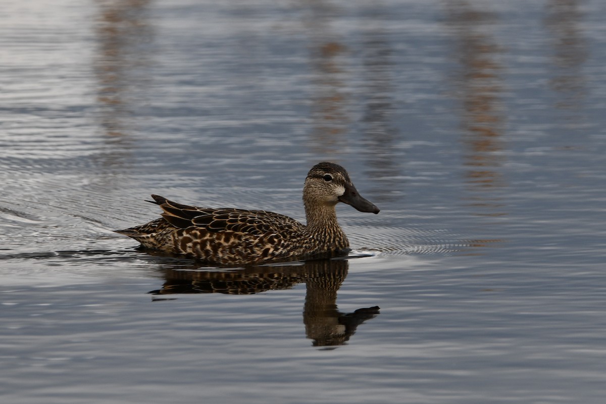 Blue-winged Teal - ML334951751