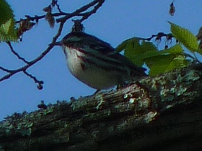 Black-and-white Warbler - ML334952861