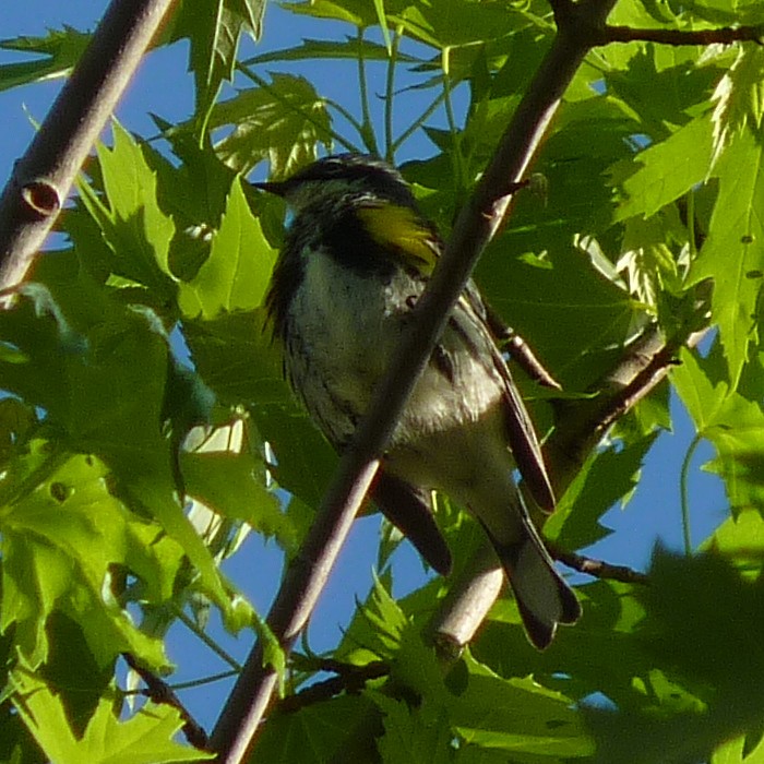 Yellow-rumped Warbler (Myrtle) - ML334952981