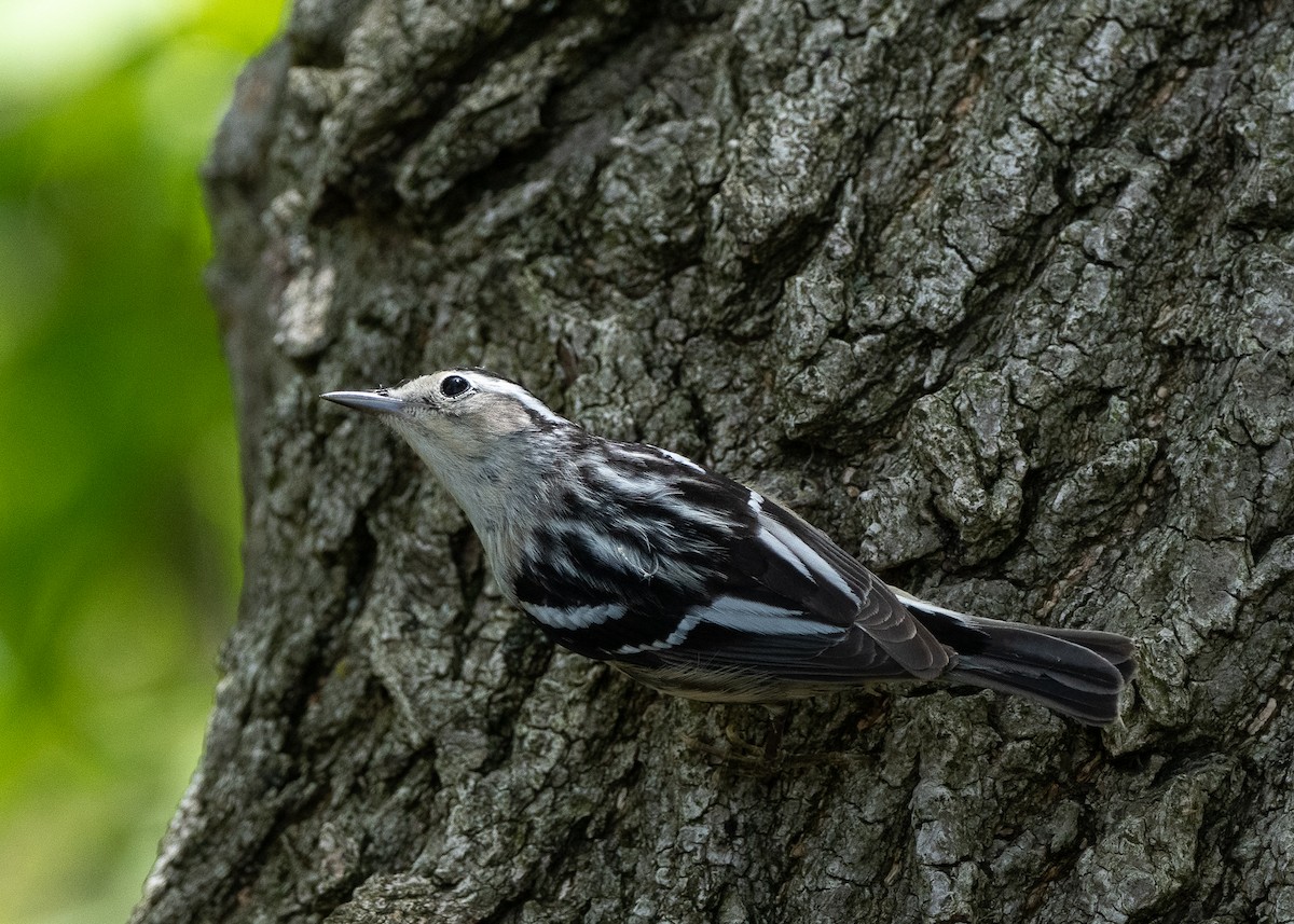 Black-and-white Warbler - Sheila and Ed Bremer