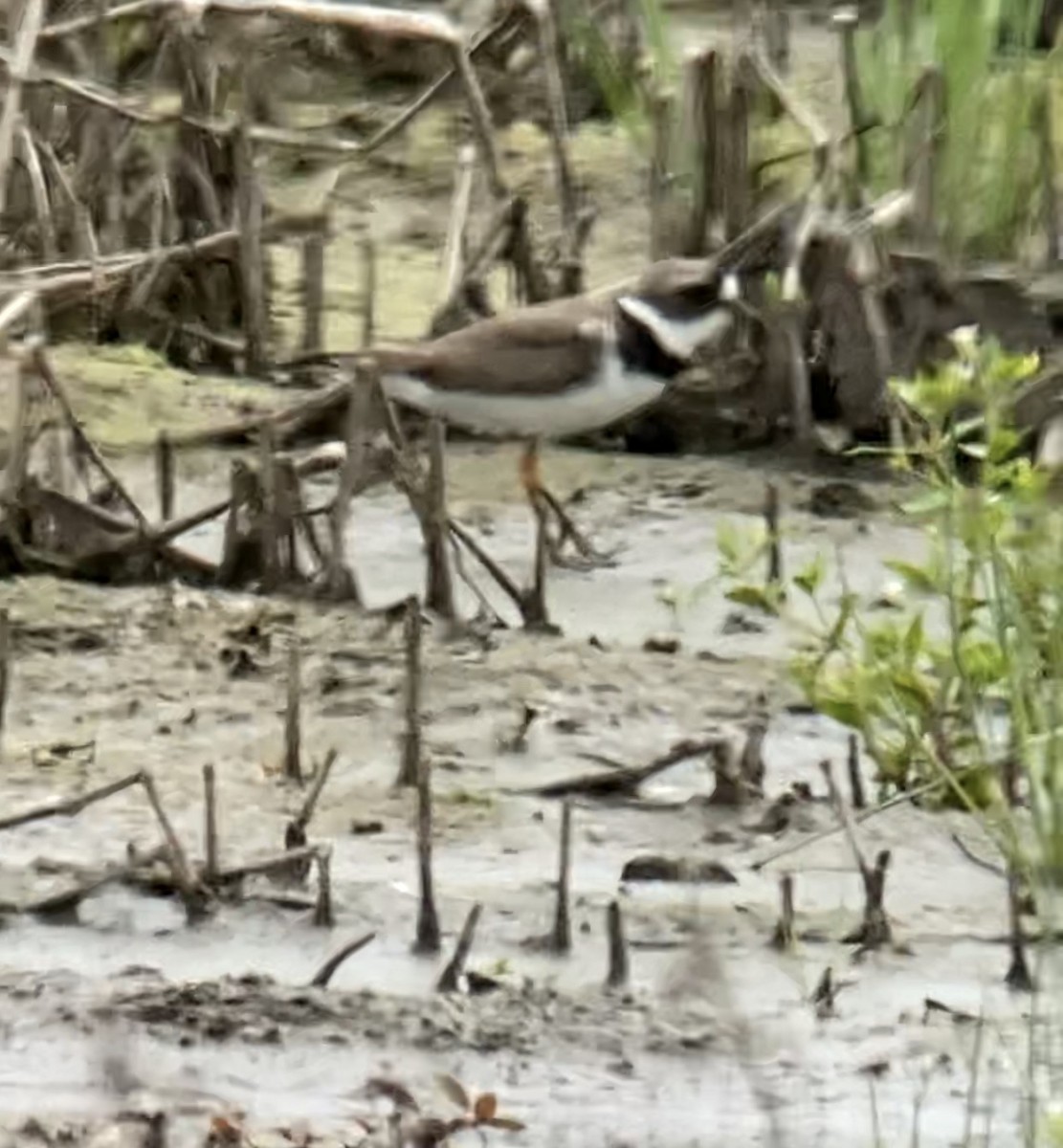 Semipalmated Plover - ML334957191