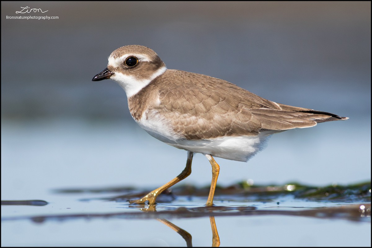 Semipalmated Plover - ML33495801