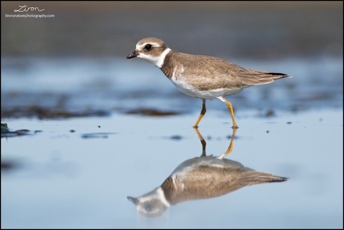 Semipalmated Plover - ML33495811