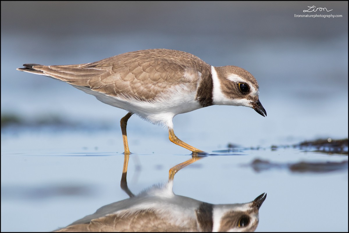 Semipalmated Plover - ML33495881