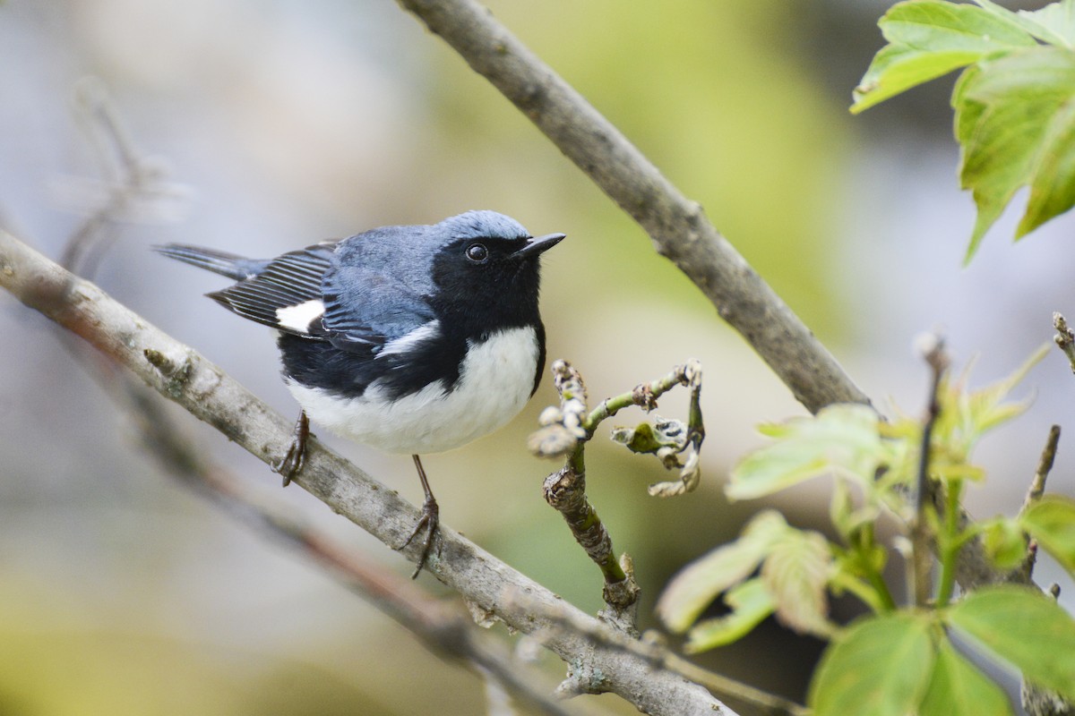 Black-throated Blue Warbler - Patrick Maurice