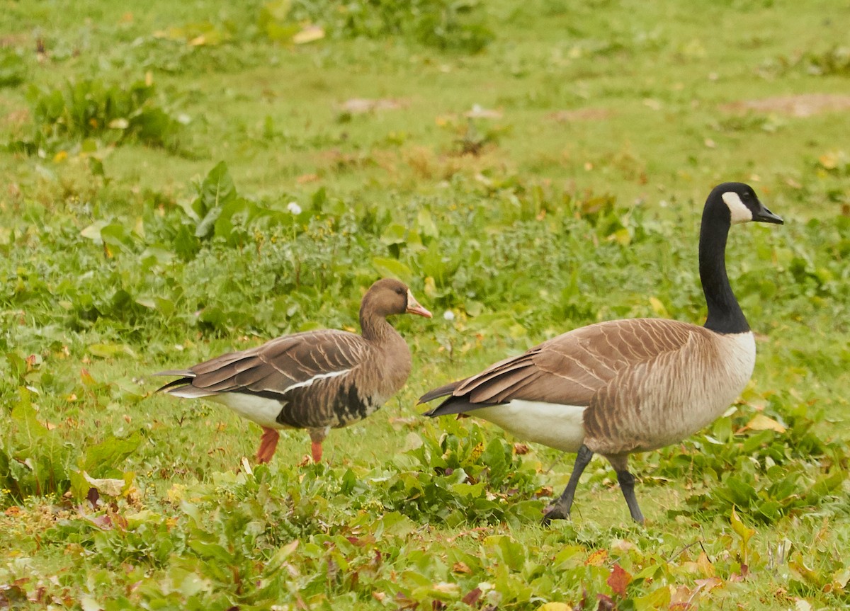 Greater White-fronted Goose - ML33496401
