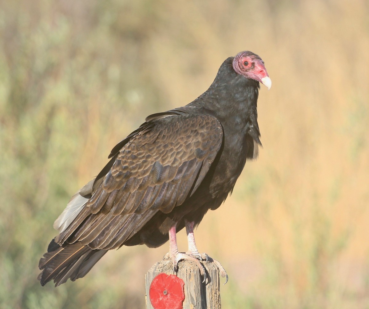 Turkey Vulture - Jodhan Fine