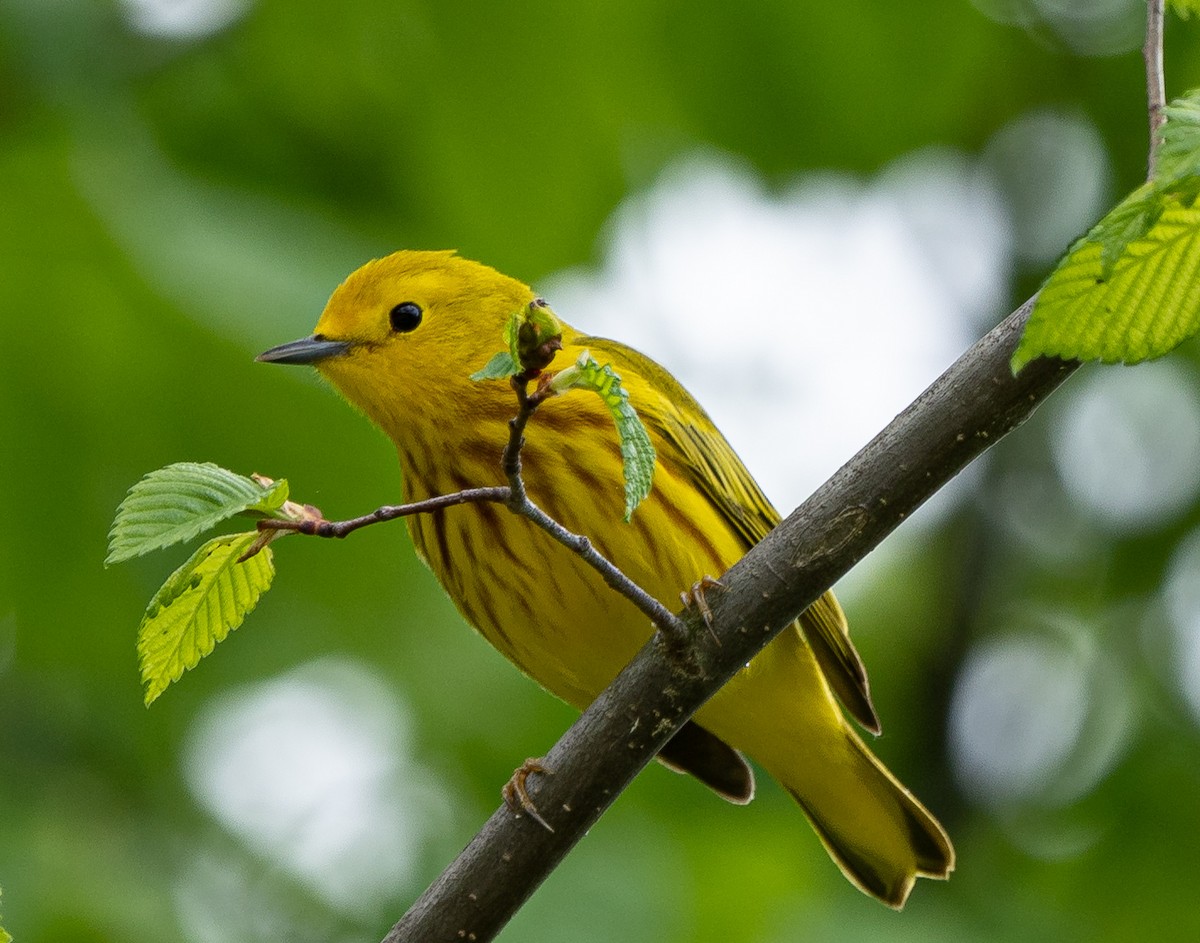 Yellow Warbler - Mary Catherine Miguez