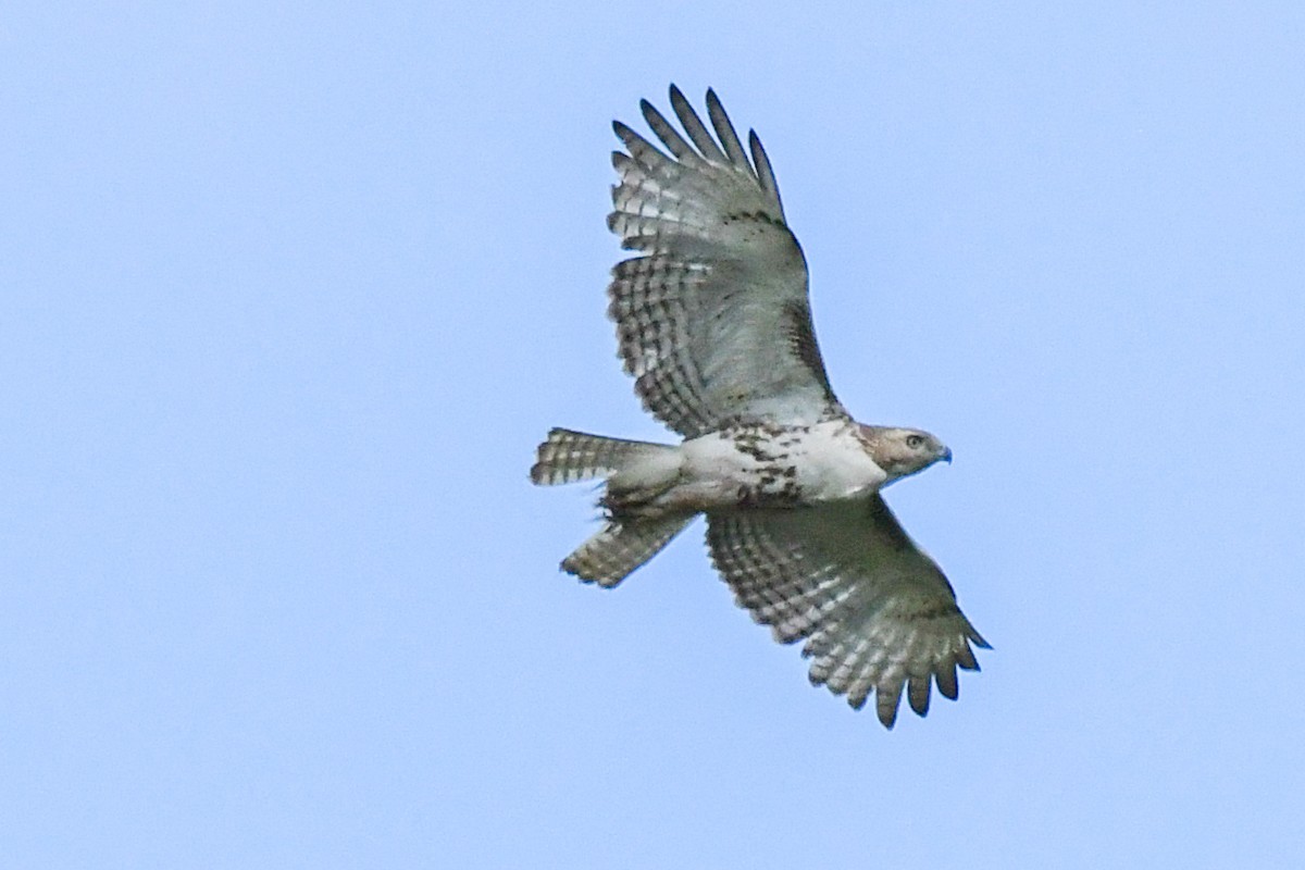 Red-tailed Hawk - ML334978131