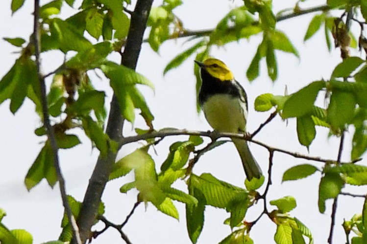 Black-throated Green Warbler - Traci Gentry