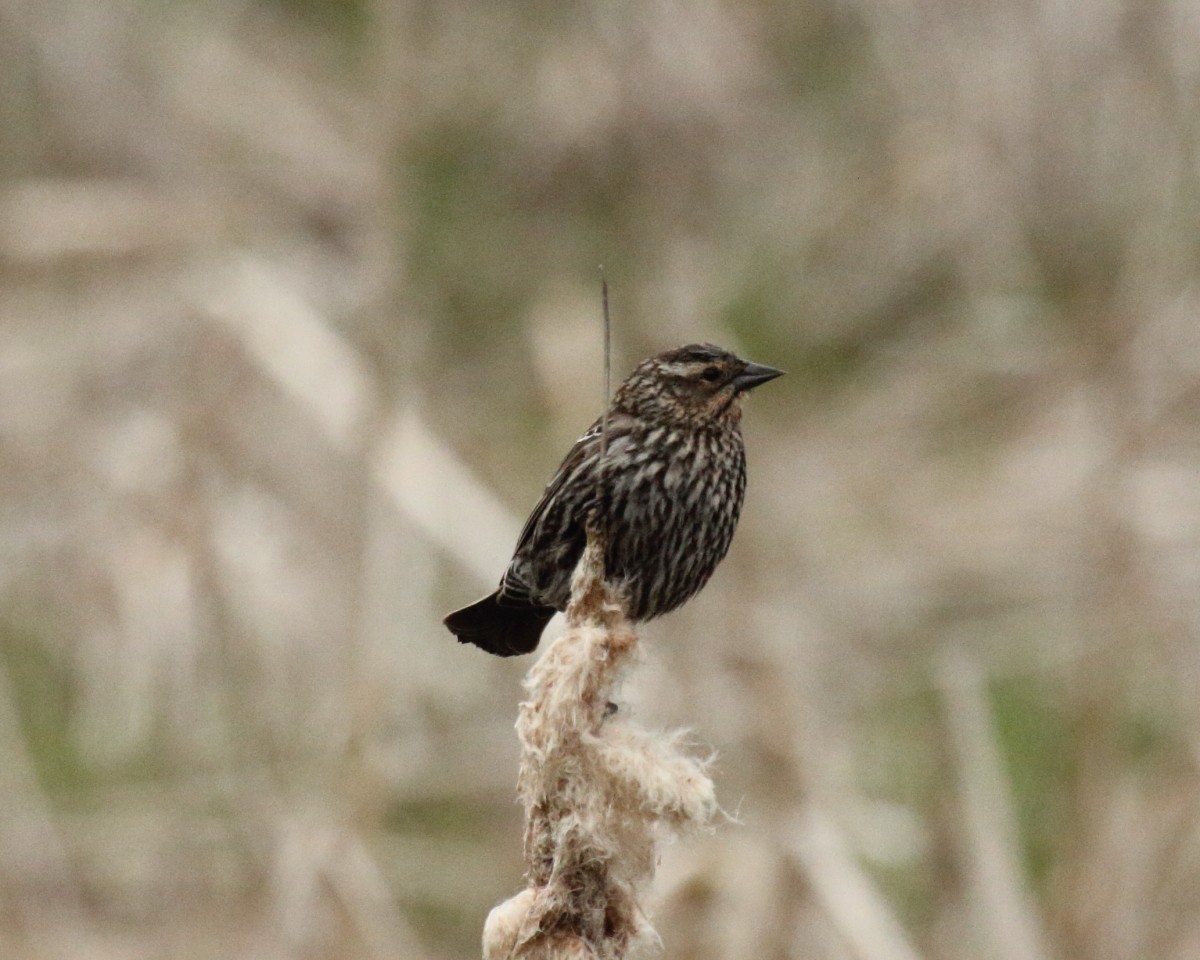 Red-winged Blackbird (Red-winged) - ML334986931