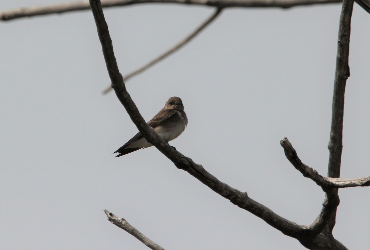 Northern Rough-winged Swallow - ML334992361