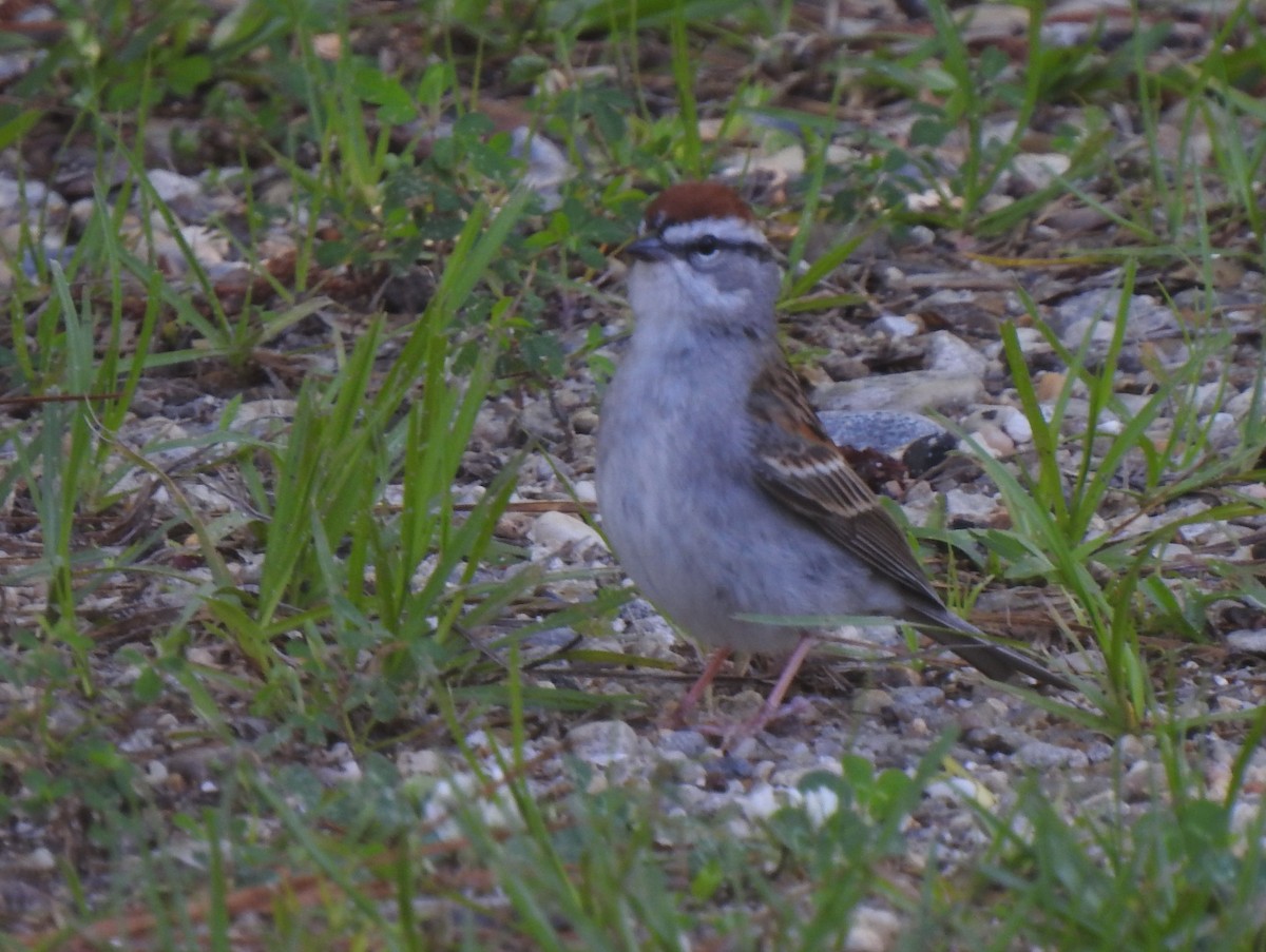 Chipping Sparrow - ML334993521