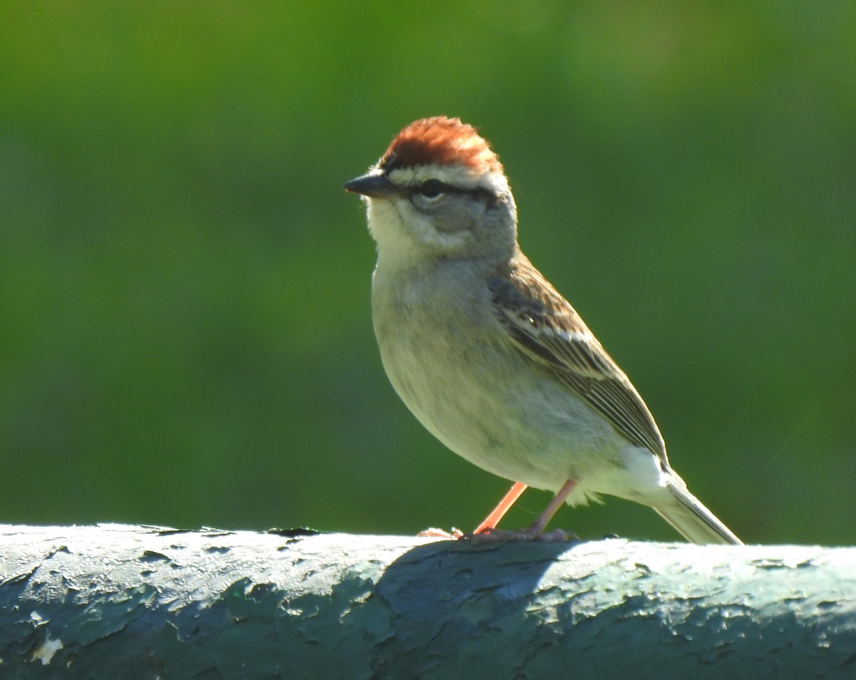 Chipping Sparrow - ML334993601