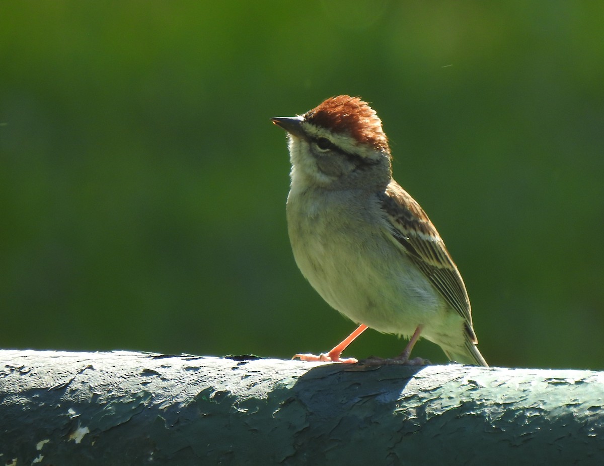 Chipping Sparrow - ML334993611