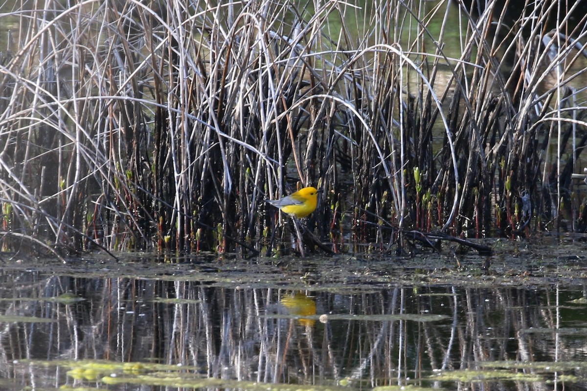 Prothonotary Warbler - ML334994391