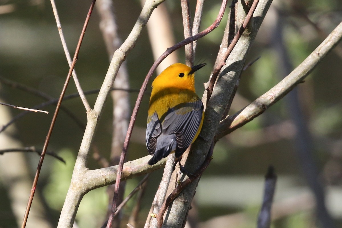 Prothonotary Warbler - ML334994401