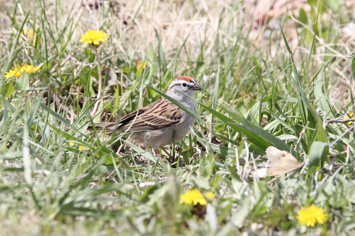 Chipping Sparrow - ML334995211