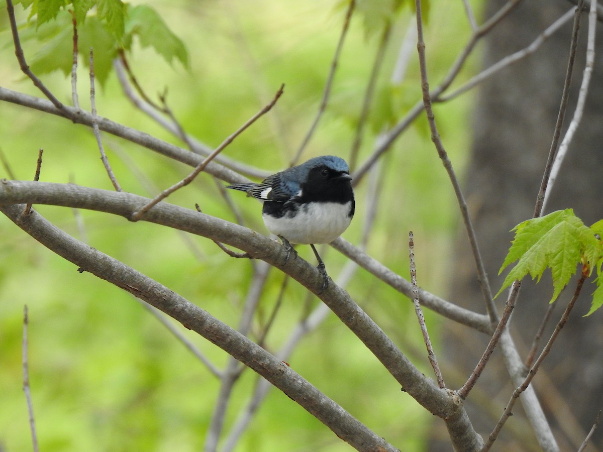 Black-throated Blue Warbler - Mary McKitrick
