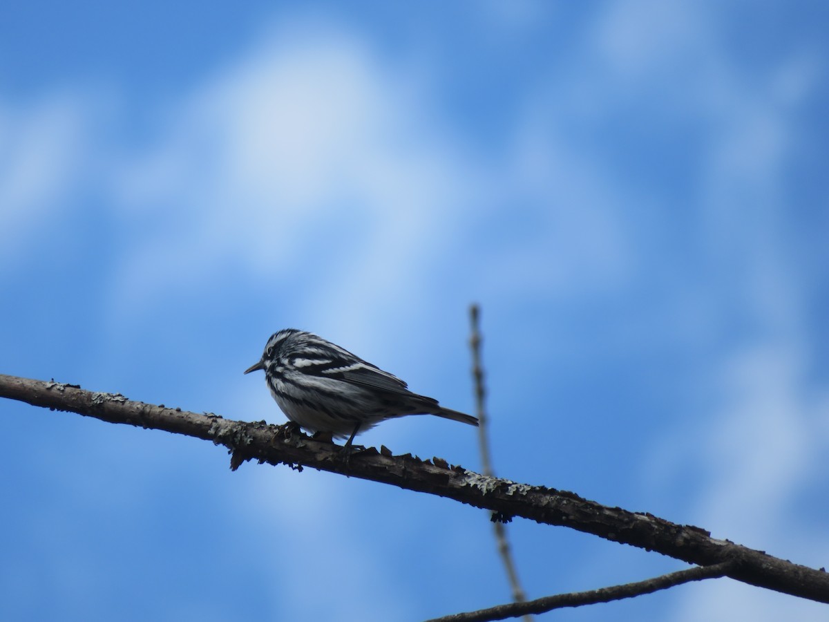 Black-and-white Warbler - ML334996581
