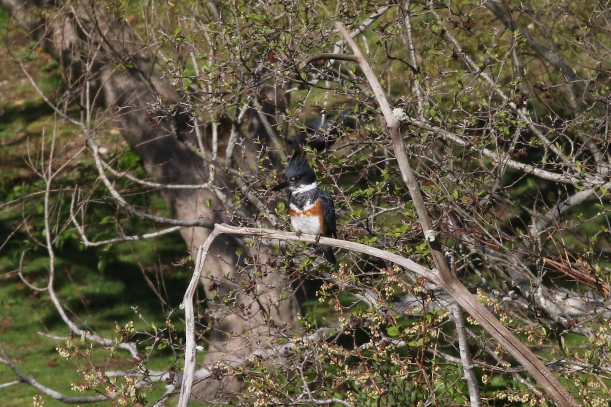 Belted Kingfisher - ML334996651