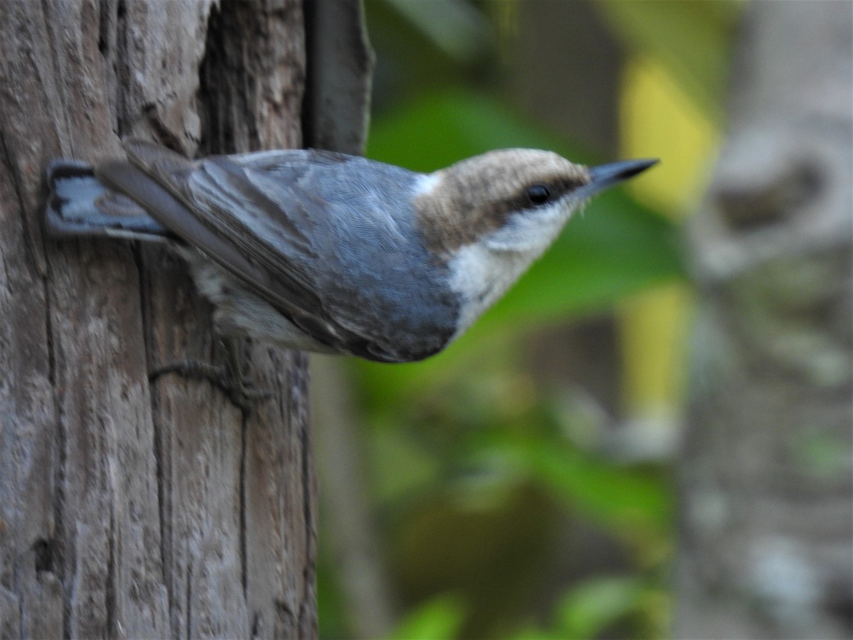 Brown-headed Nuthatch - ML334996701