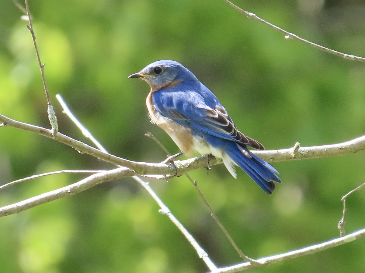 Eastern Bluebird - LouAnn O'Hora