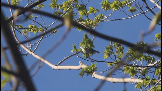 lesňáček modropláštíkový - ML335001831