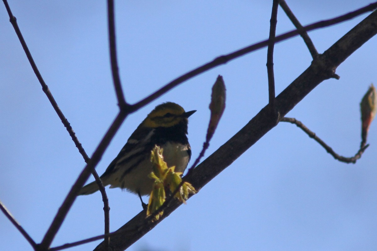 Black-throated Green Warbler - ML335001941