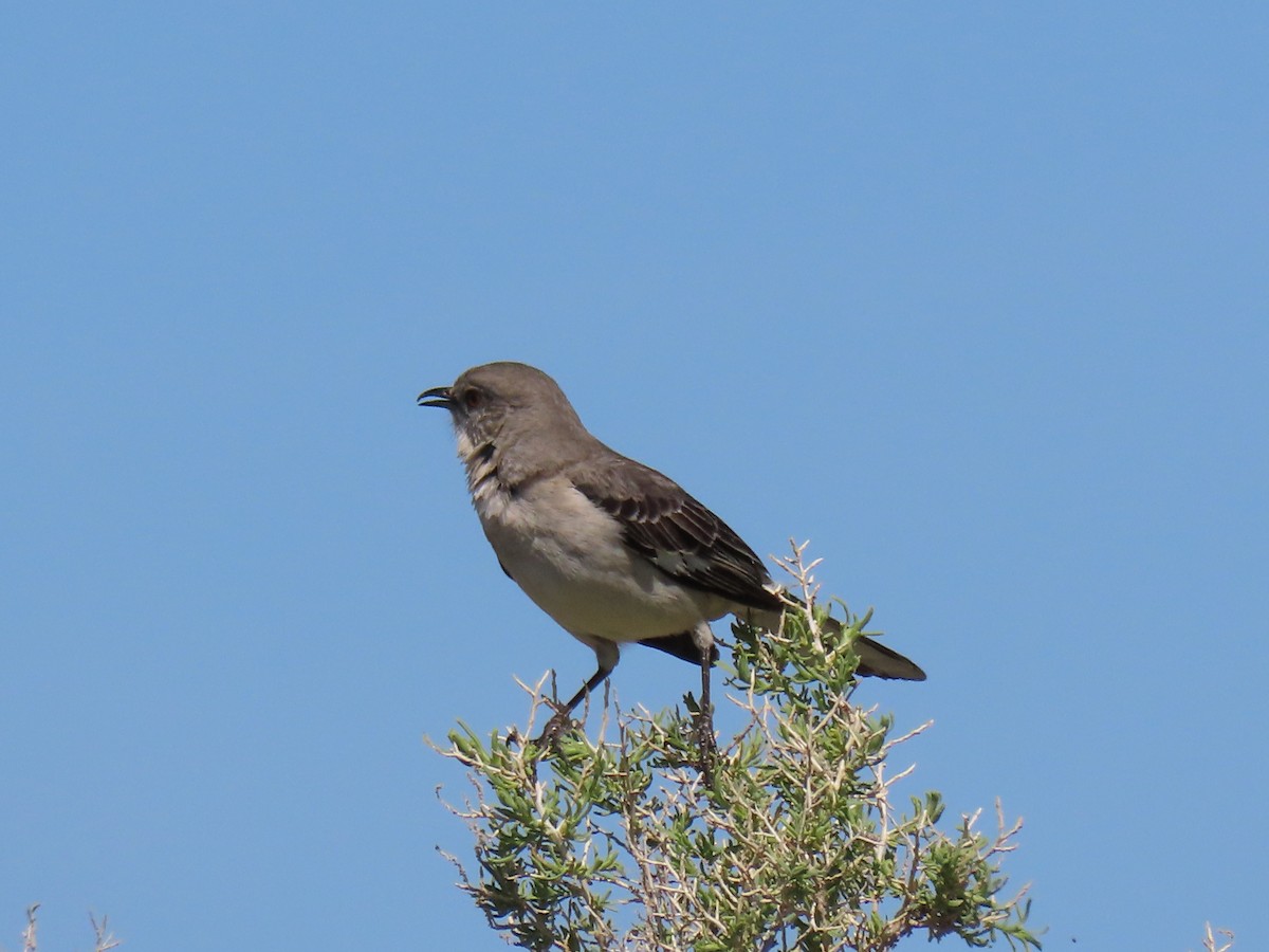 Northern Mockingbird - douglas diekman