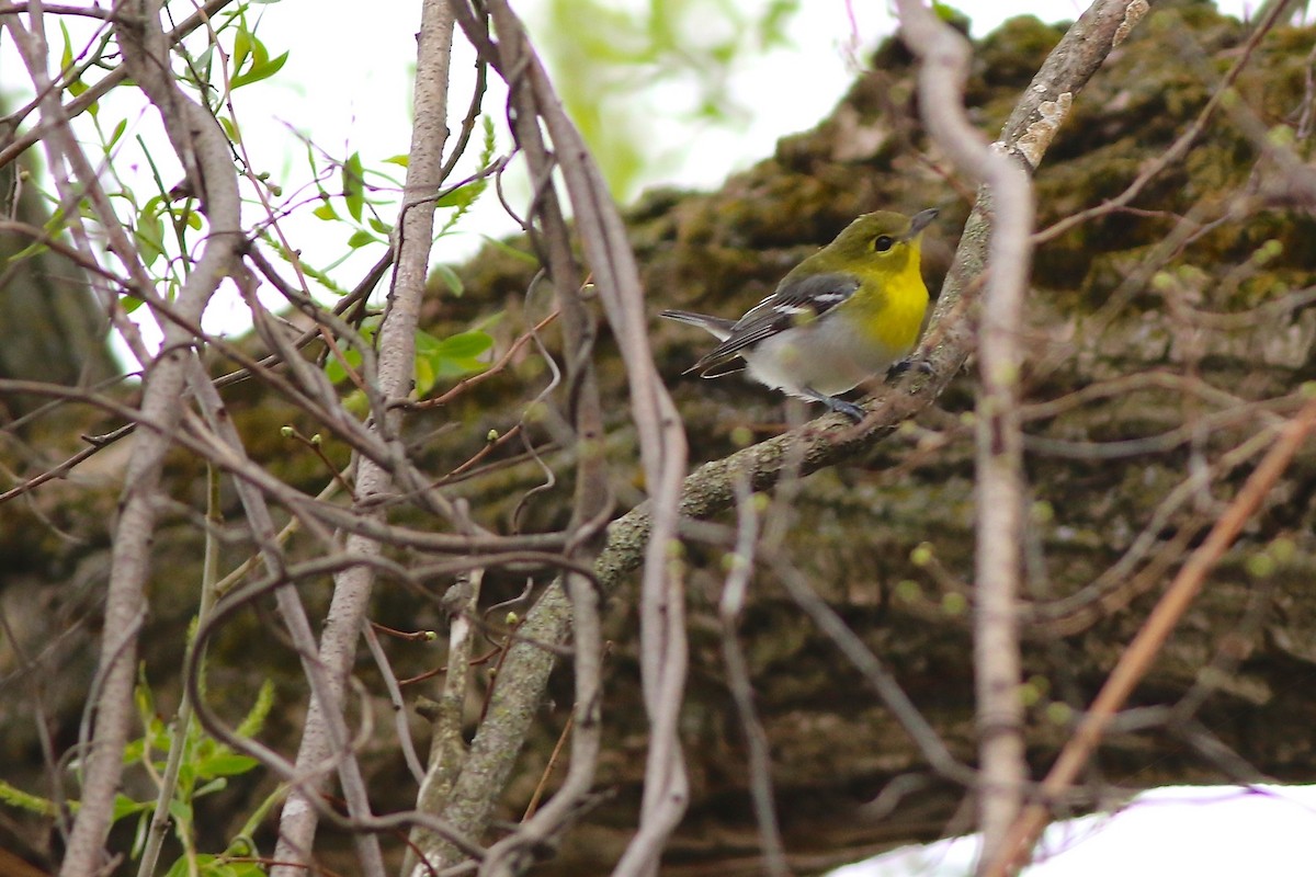 Yellow-throated Vireo - Brian Miller