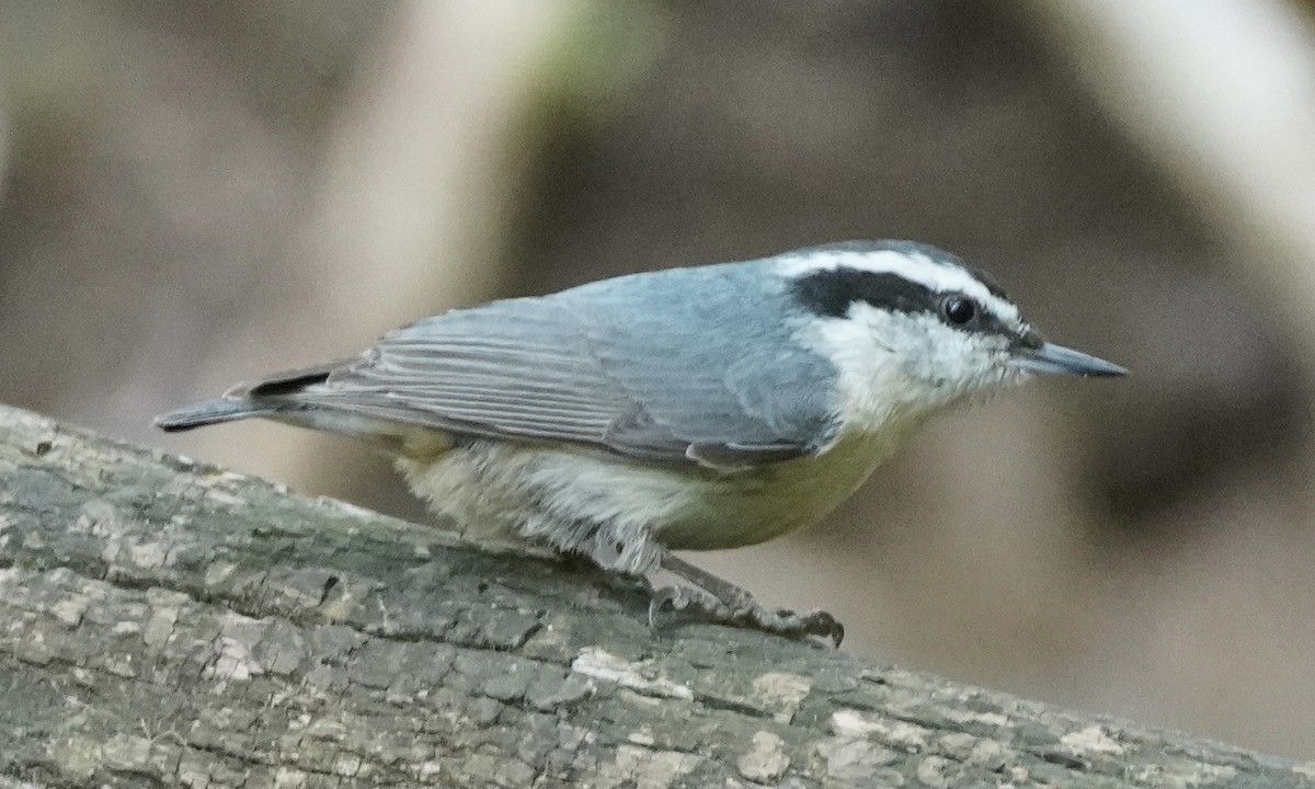 Red-breasted Nuthatch - ML335005331