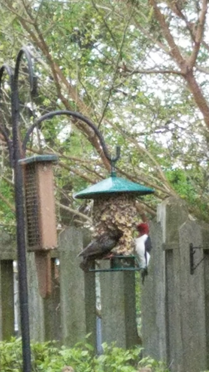 Red-headed Woodpecker - ML335005761