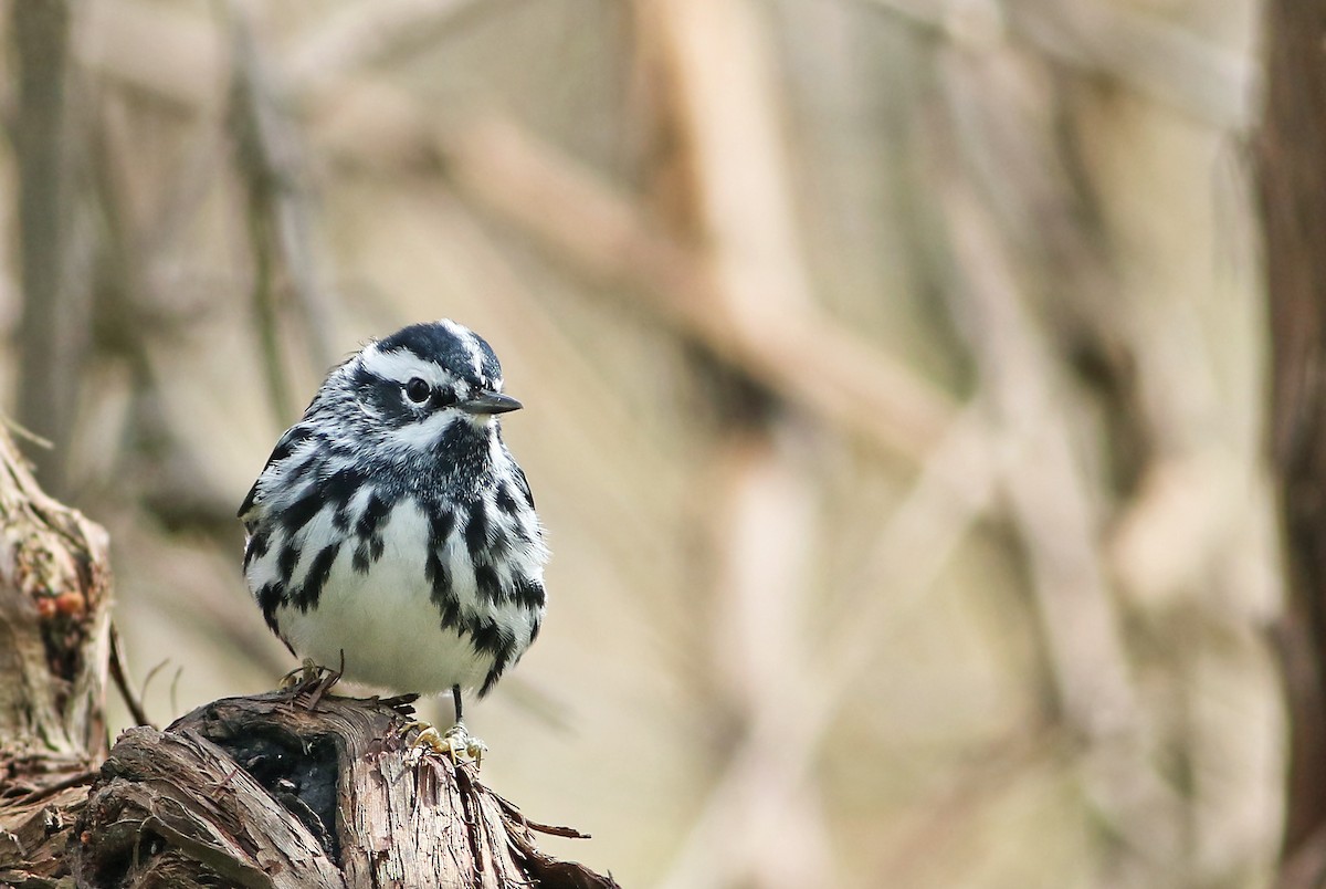 Black-and-white Warbler - ML33501401