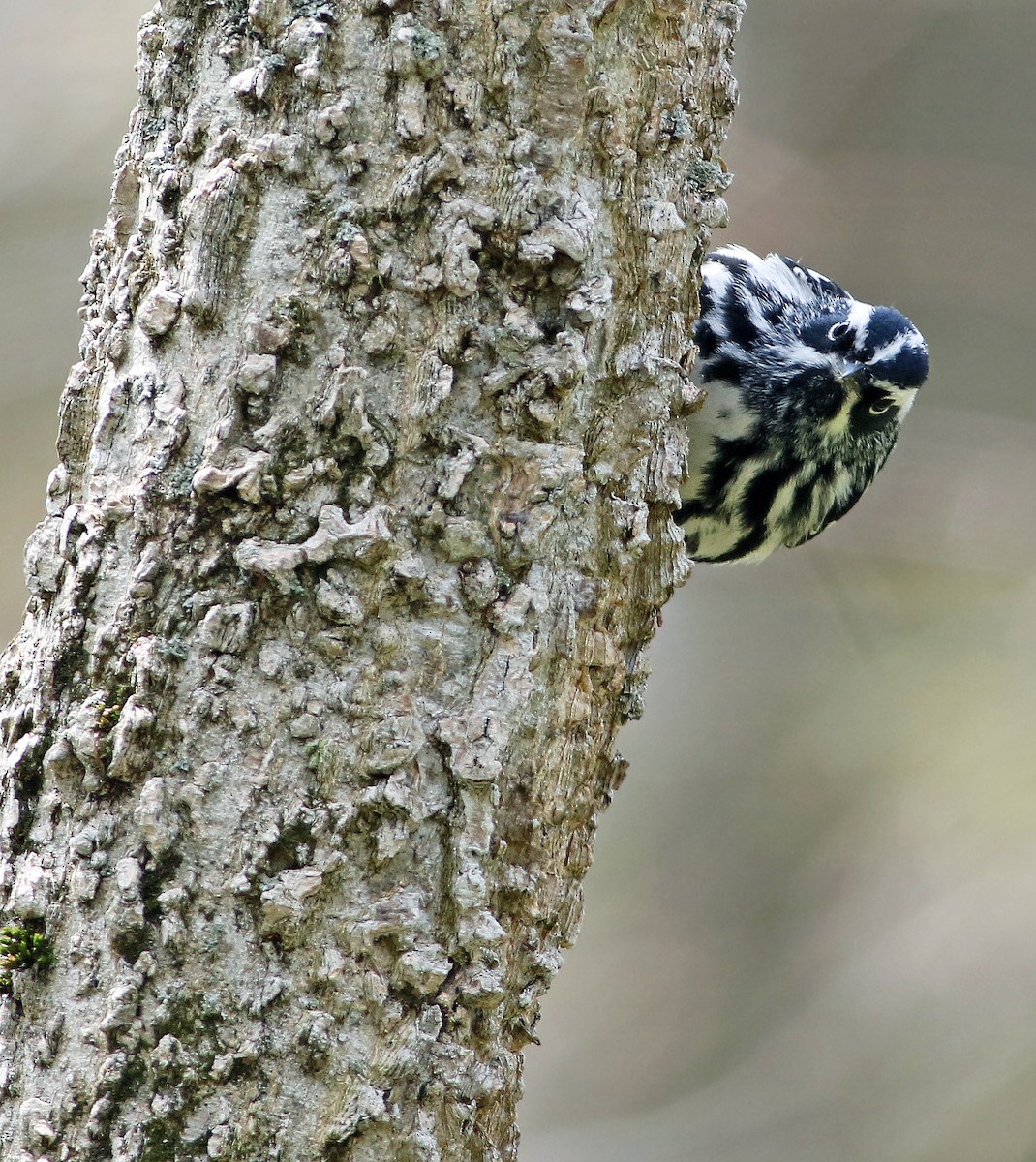 Black-and-white Warbler - ML33501591