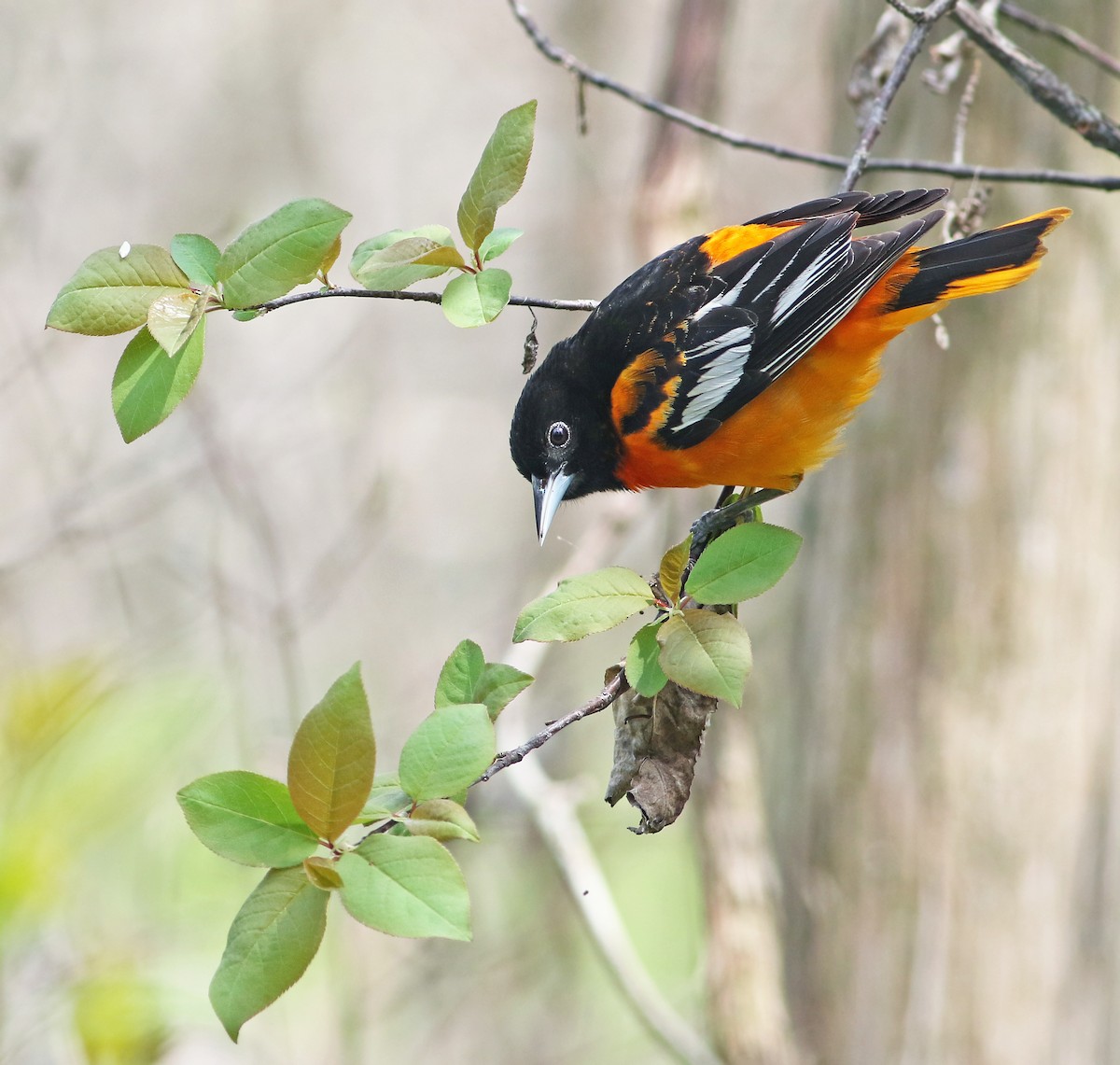 Baltimore Oriole - Andrew Spencer