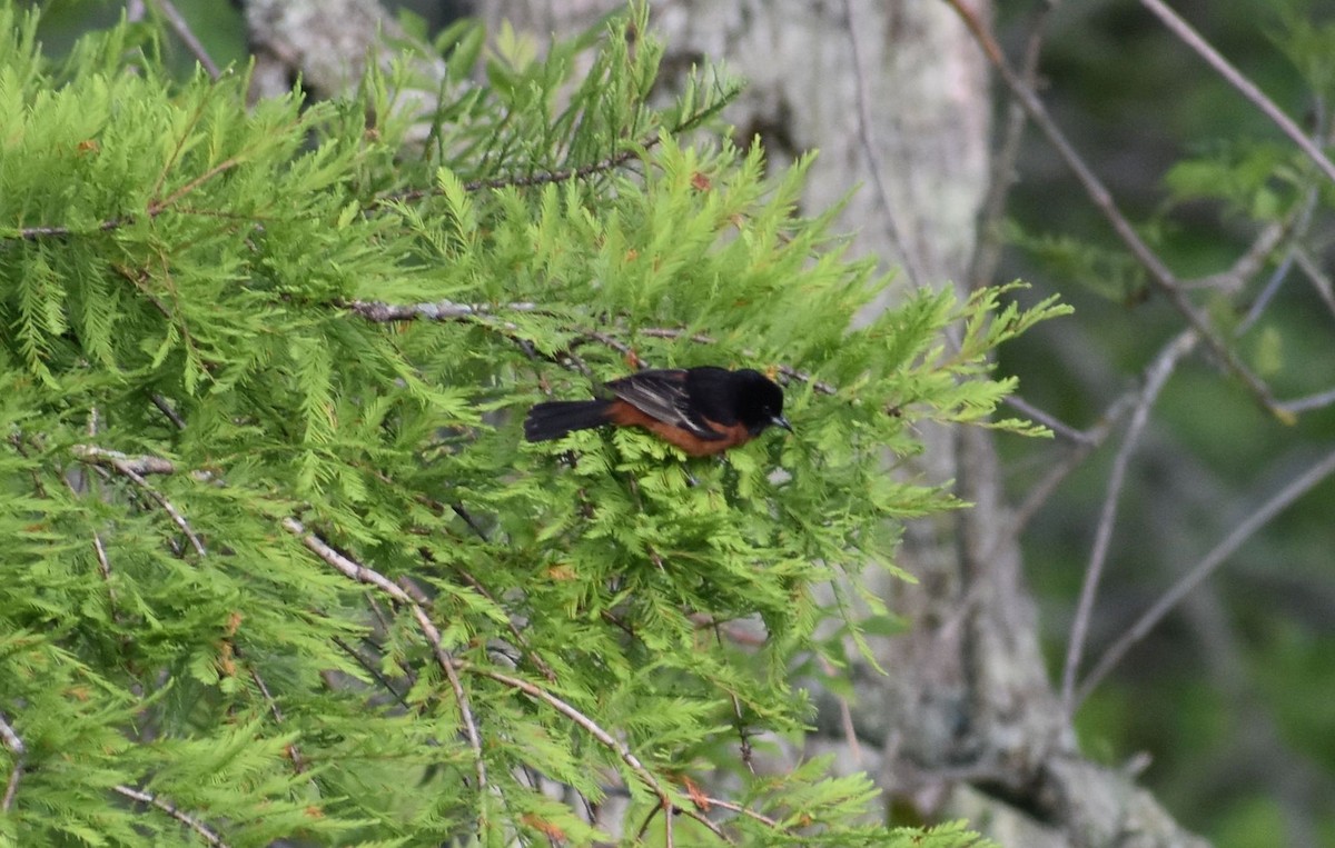 Orchard Oriole - ML335016591
