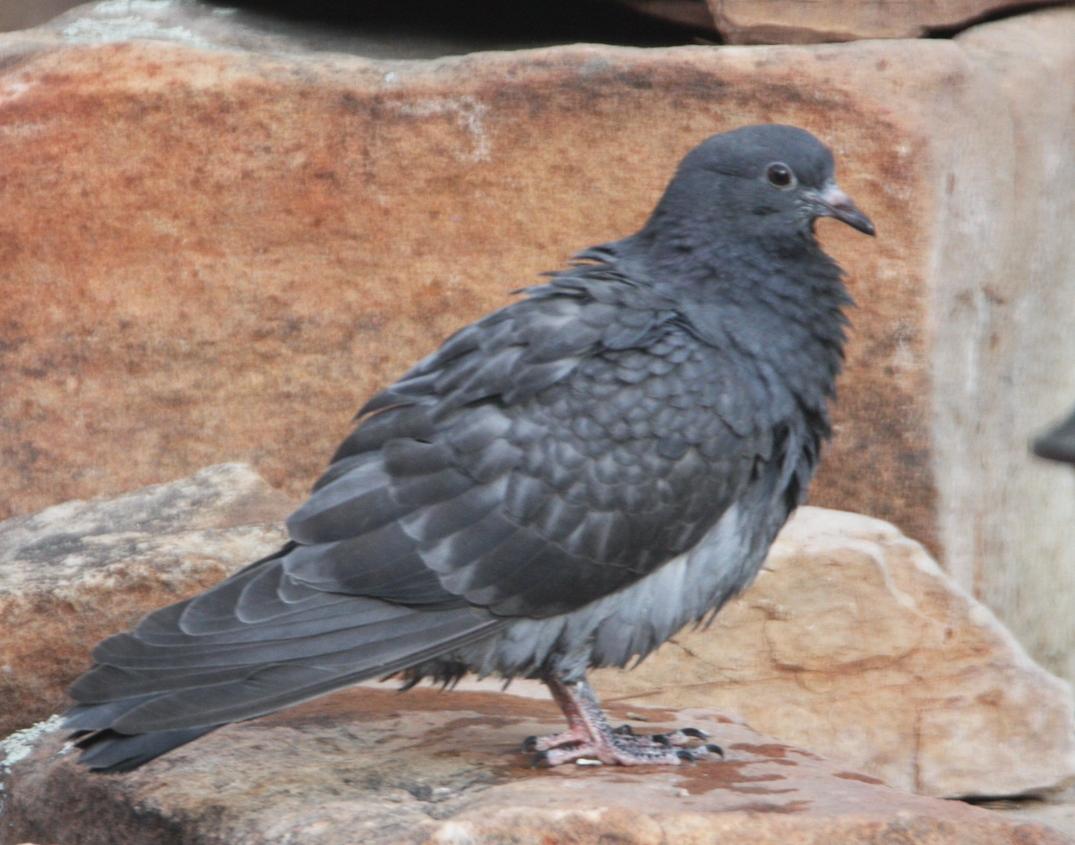 Rock Pigeon (Feral Pigeon) - ML335016711