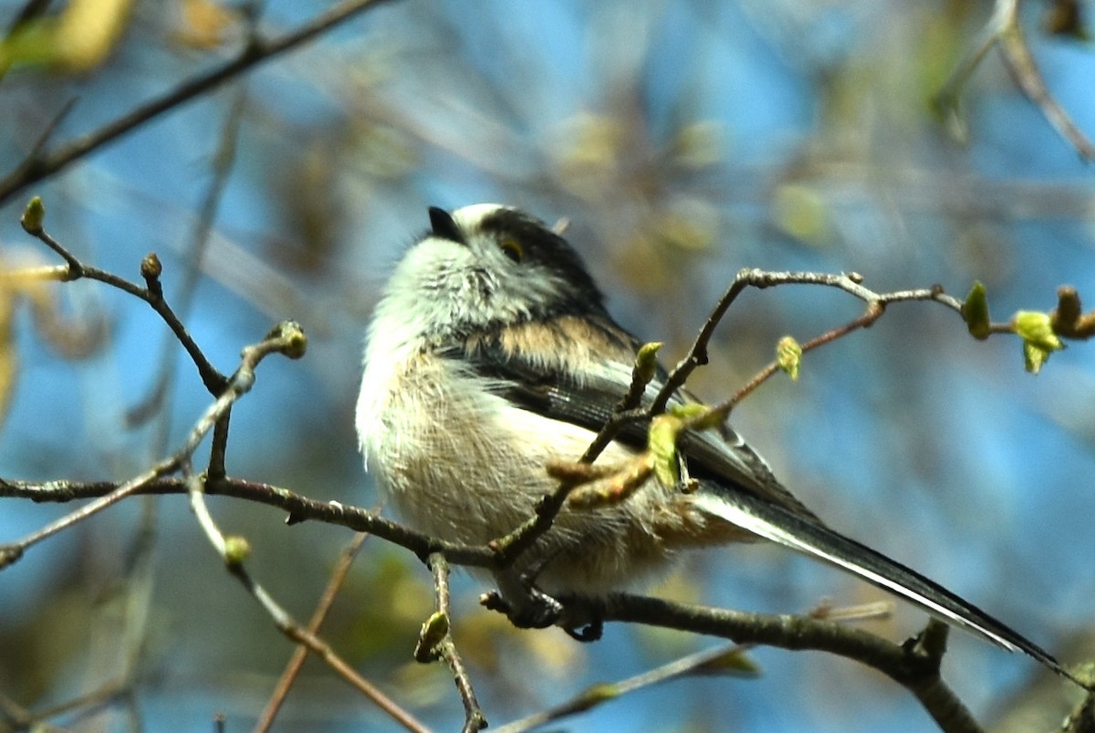 Long-tailed Tit - Blair Whyte