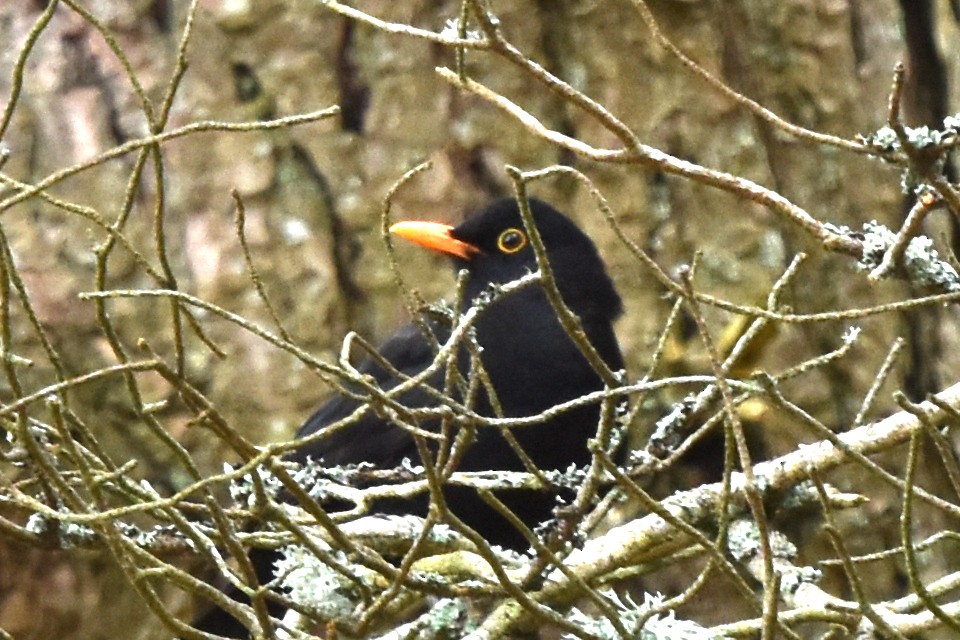 Eurasian Blackbird - ML335017341